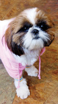 pooch